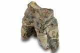 Bargain, Fossil Woolly Rhino (Coelodonta) Tooth - Siberia #253954-1